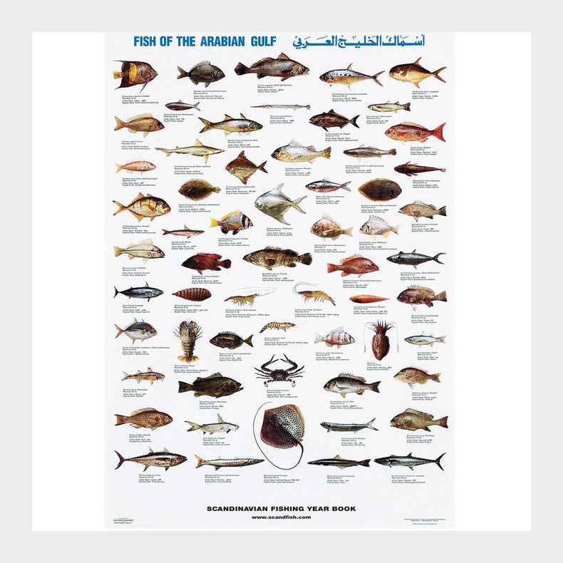 Plakat - Almindelige fisk og skaldyr - Arabiske Golf (N)