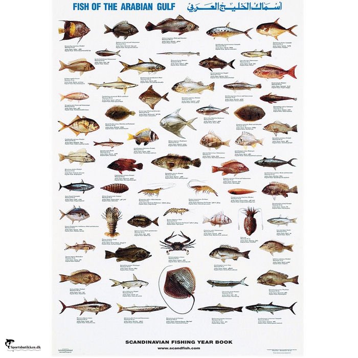 Plakat - Almindelige fisk og skaldyr - Golf (N) - Bøger/film/ plakater