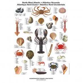 Plakat -Nordvest Atlanterhavets Skaldyr (MC)