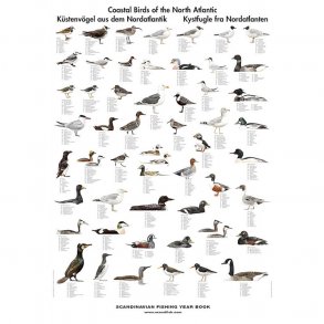 Plakat - Kystfugle fra Nordatlanten (T)