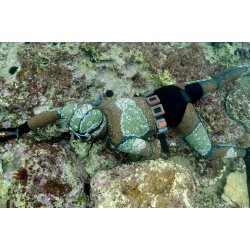 Polosub - Glatskin - Mange farver og mnstre - Fra