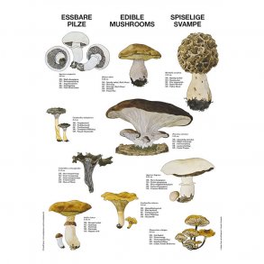 Plakat - Spiselige svampe (MY) - Mini