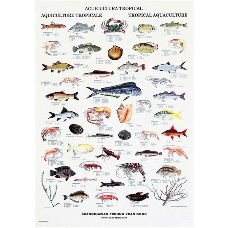 Plakat -Tropisk Akvakultur (BB)